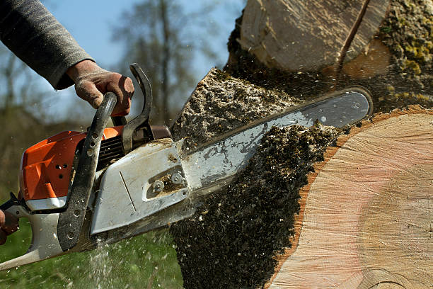 How Our Tree Care Process Works  in  Celina, TN